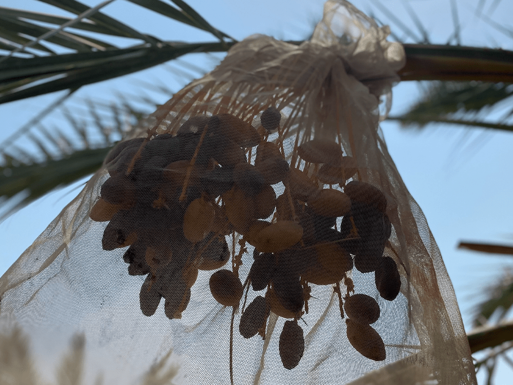 Picked for Perfection: Introducing the Super Fresh Medjool Date