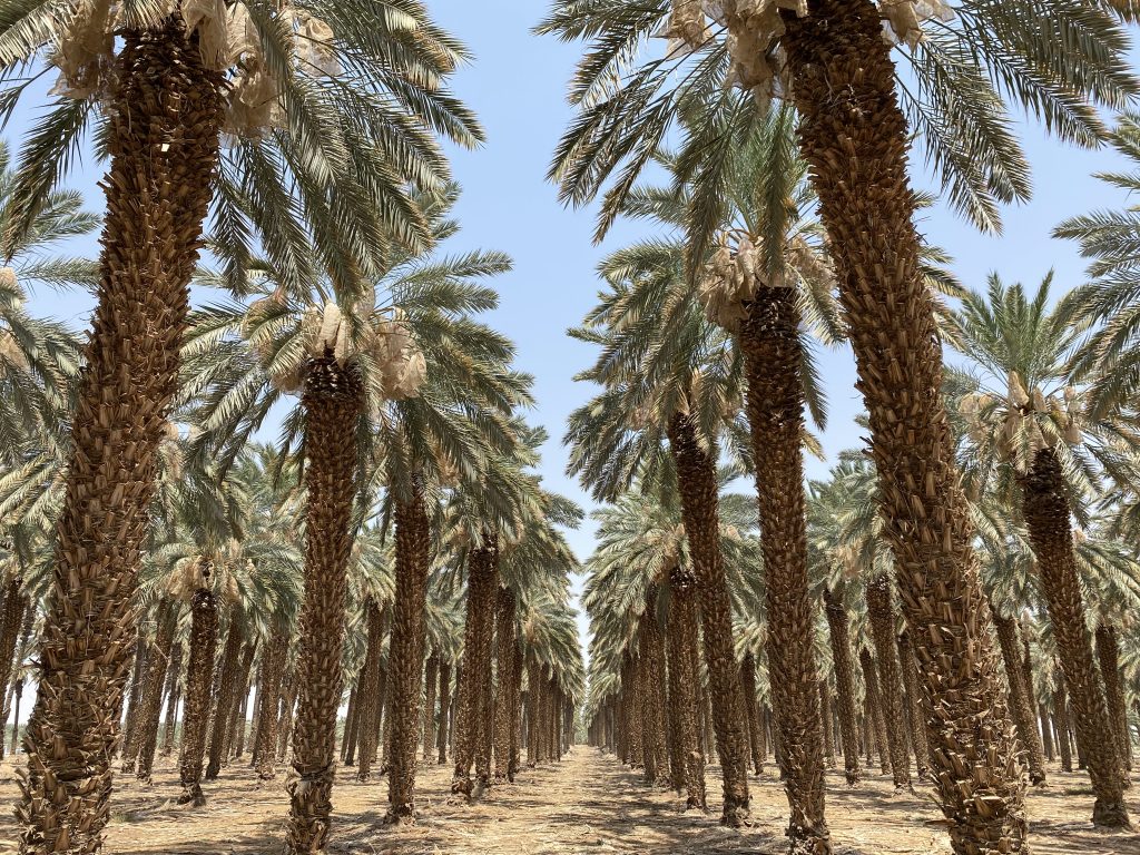 The Benefits of Eating Three Dates a Day